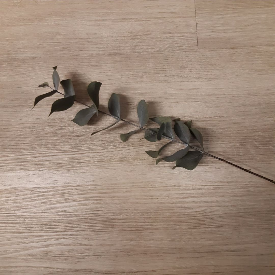 Rama de eucalipto preservado de 35 cm