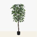 ficus 8911