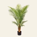 areca 4177