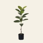 ficus 1113
