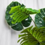 monstera150