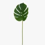 monstera6311