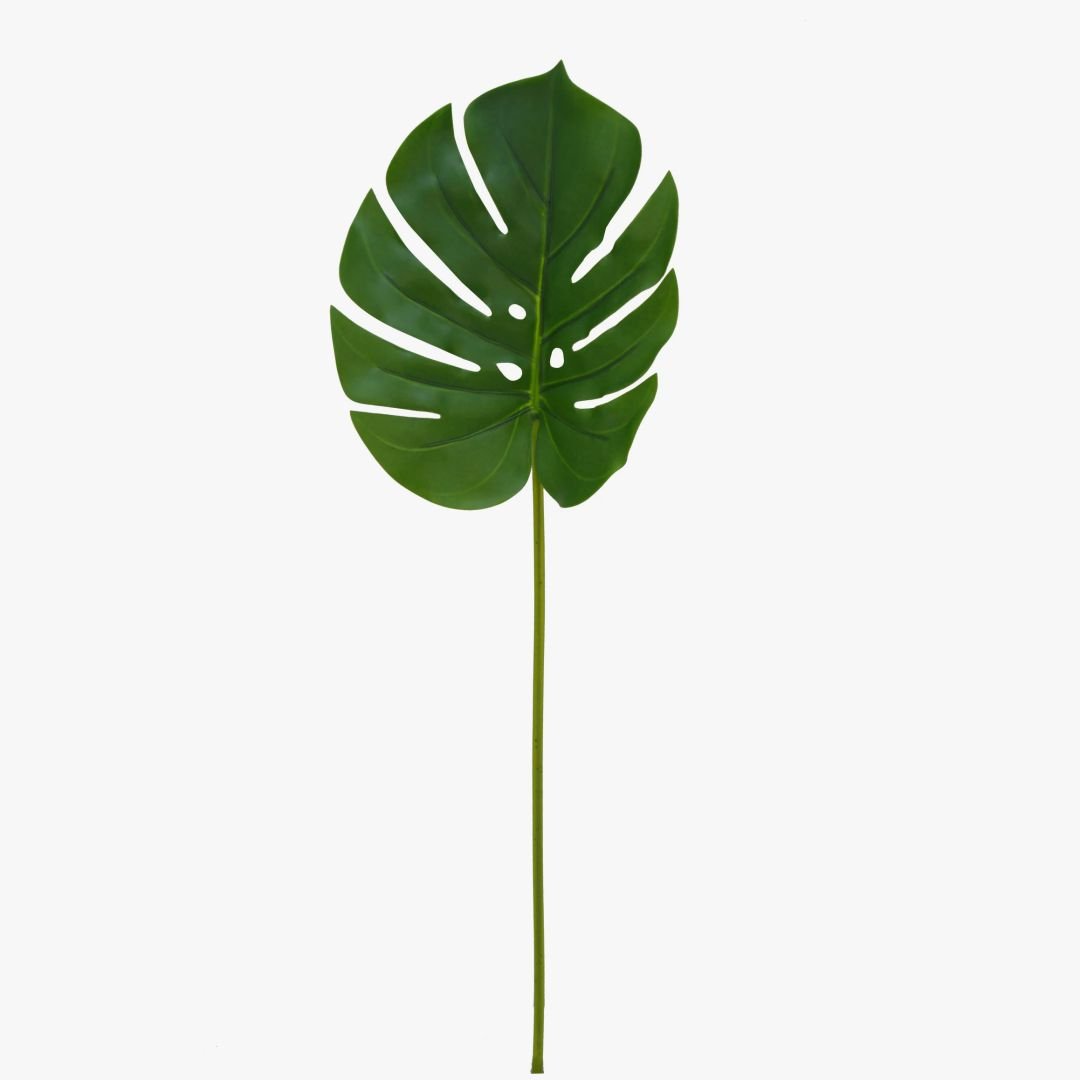 monstera