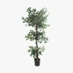 ficus180