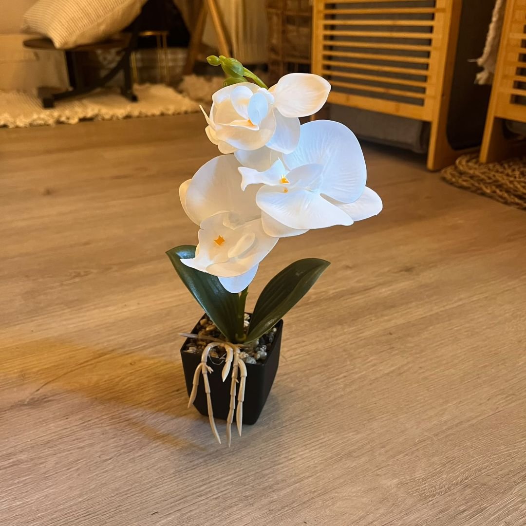 orquideaneg